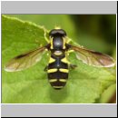 Xanthogramma pedissequum - Spaete Gelbrandschwebfliege m01.jpg